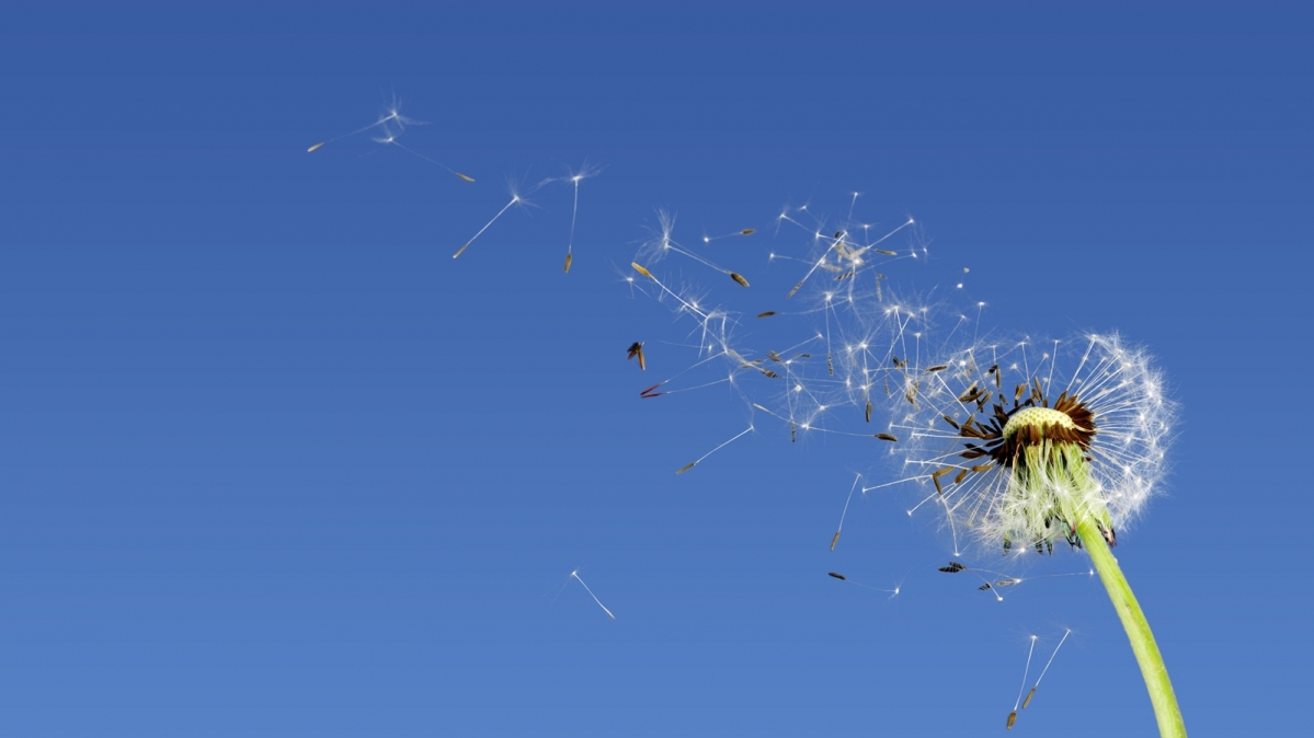 Löwenzahn mit wegschwebenden Samen