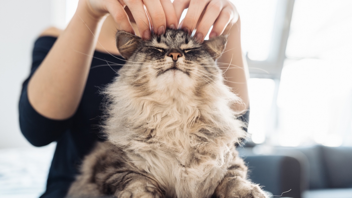 Hände einer Frau, die eine flauschige graue Katze umarmt und kuschelt