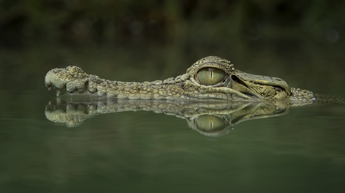 An der Wasseroberfläche lauerndes Leistenkrokodil