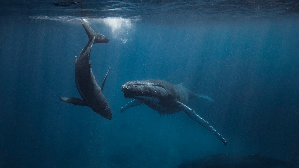 Buckelwal und mit Kalb