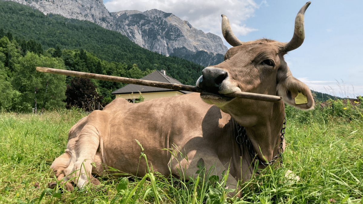 Kuh Veronika vor Alpenkulisse