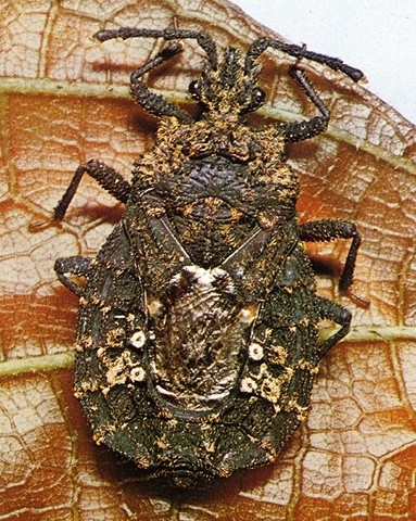 Rindenwanzen wissen.de