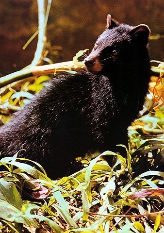 Melanismus wissen.de