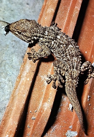 Mauergecko | wissen.de