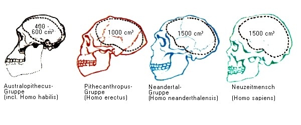Homo (Biologie) | wissen.de