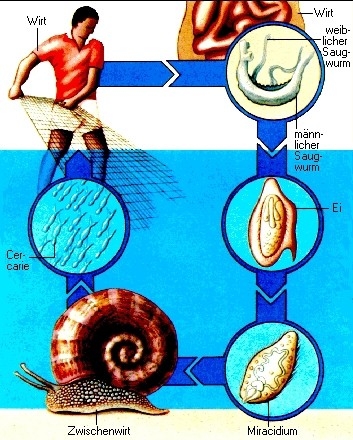 Schistosoma wissen.de