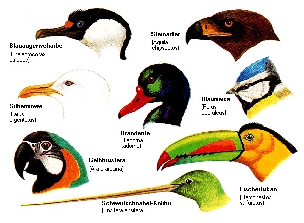 Schnabel (Anatomie) | wissen.de