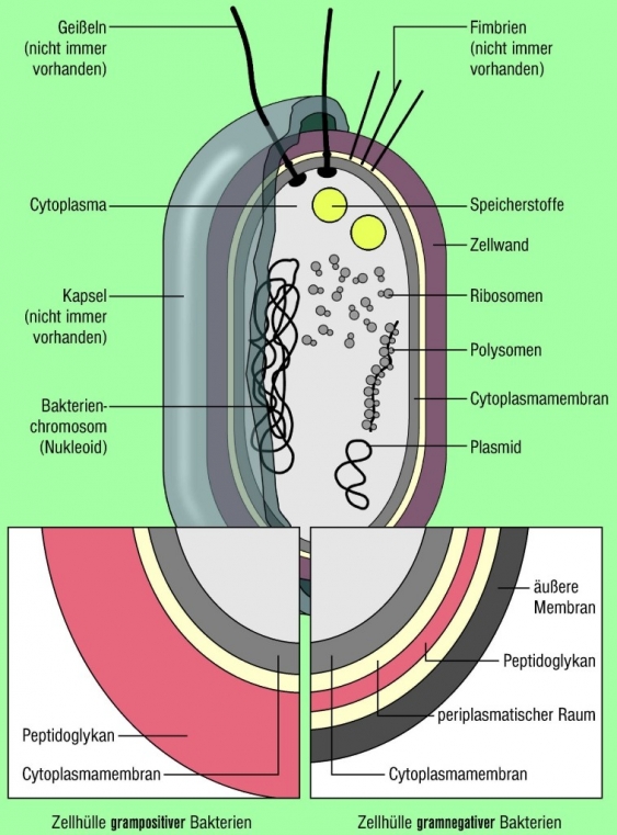 Wie Groß Ist Ein Bakterium Bakterien aus dem Lexikon | wissen.de