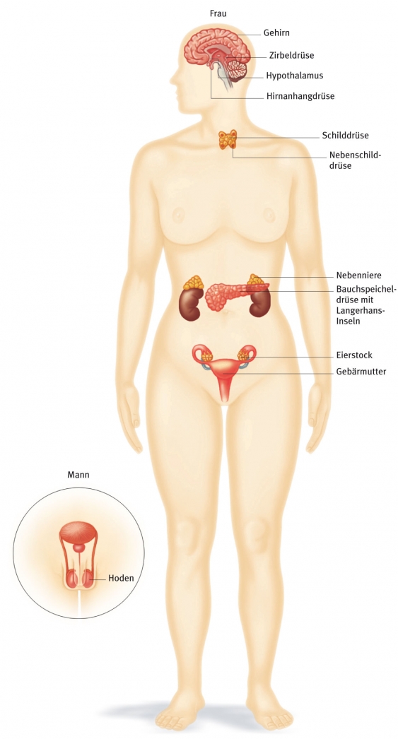 Hormon, aus dem Gesundheitslexikon Gesundheit, Medizin und Heilkunde