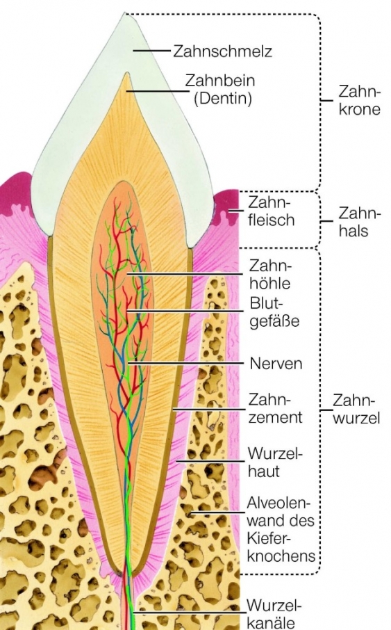 Zähne (Anatomie) aus dem Lexikon | wissen.de