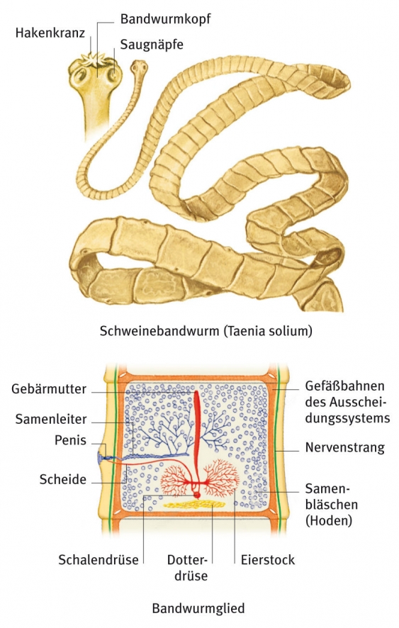 Cestoda, aus dem Gesundheitslexikon Gesundheit, Medizin und Heilkunde
