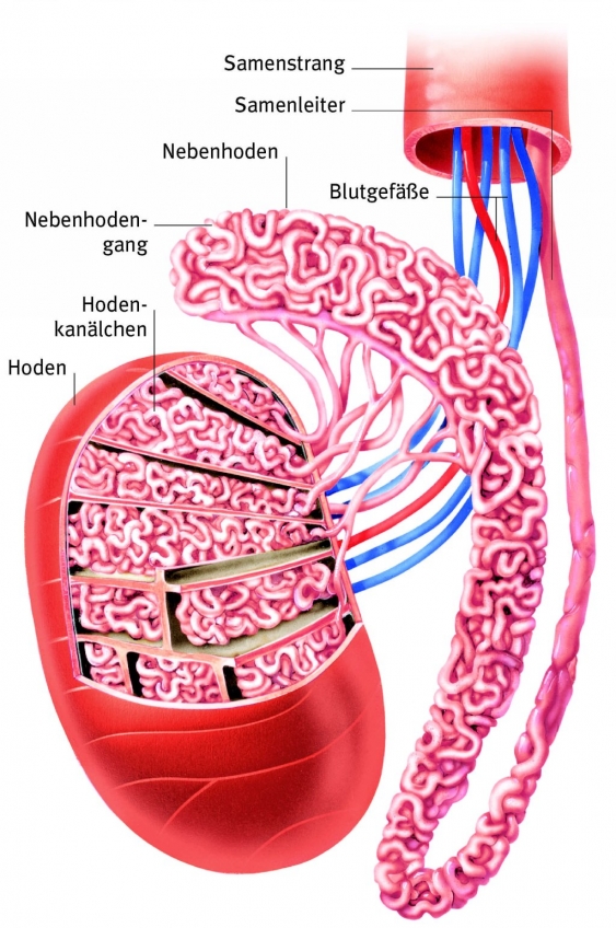 Sperma, aus dem Gesundheitslexikon Gesundheit, Medizin und Heilkunde