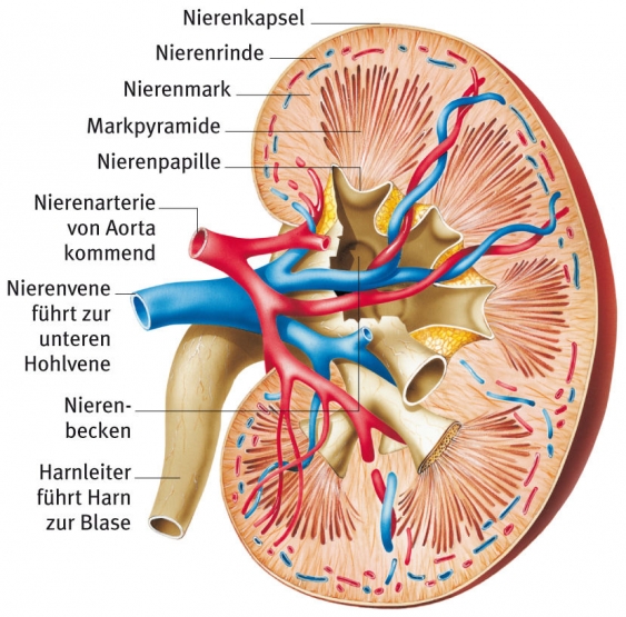 Aufbau Der Niere Einfach Erklärt Niere, aus dem Gesundheitslexikon | Gesundheit, Medizin und Heilkunde