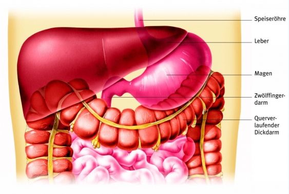 Magen, aus dem Gesundheitslexikon Gesundheit, Medizin und Heilkunde