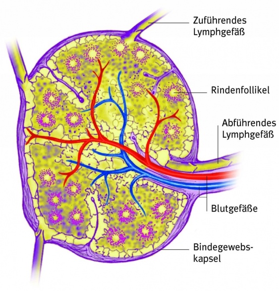 Lymphknoten, aus dem Gesundheitslexikon | Gesundheit, Medizin und
