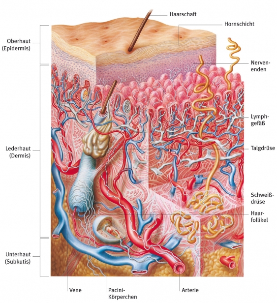 Haut, aus dem Gesundheitslexikon Gesundheit, Medizin und Heilkunde