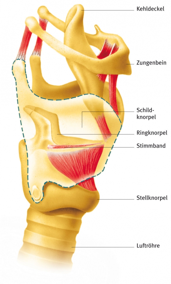 Larynx, aus dem Gesundheitslexikon Gesundheit, Medizin und Heilkunde