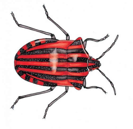 Wanzen aus dem Lexikon wissen.de