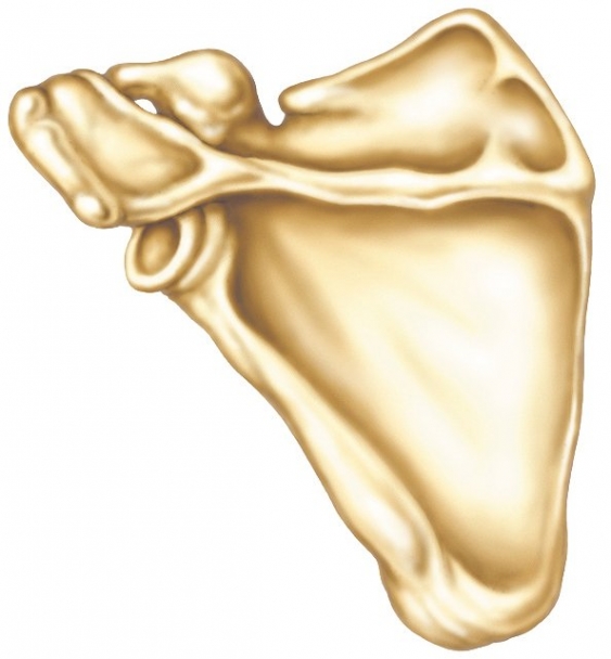 Scapula, aus dem Gesundheitslexikon Gesundheit, Medizin und Heilkunde