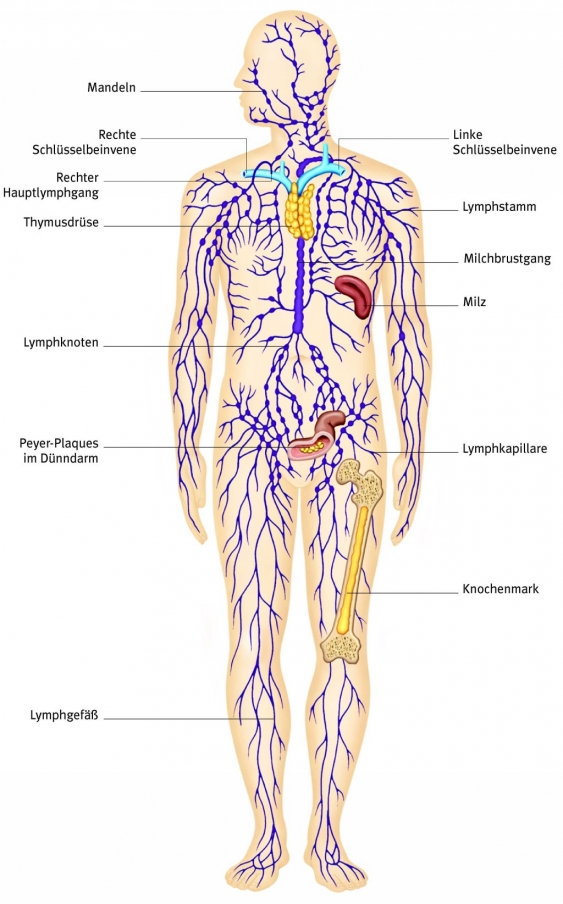 Lymphsystem, aus dem Gesundheitslexikon Gesundheit, Medizin und