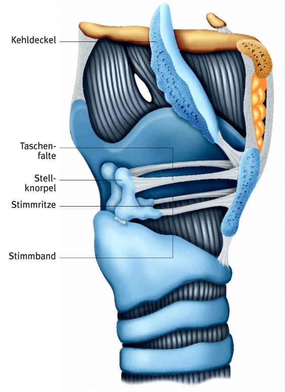 Larynx, aus dem Gesundheitslexikon | Gesundheit, Medizin und Heilkunde ...