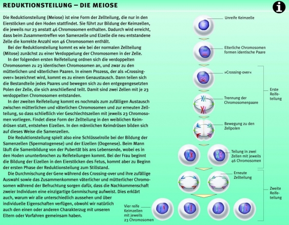 Meiose, aus dem Gesundheitslexikon Gesundheit, Medizin und Heilkunde
