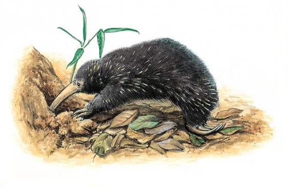 Ameisenigel aus dem Lexikon wissen.de