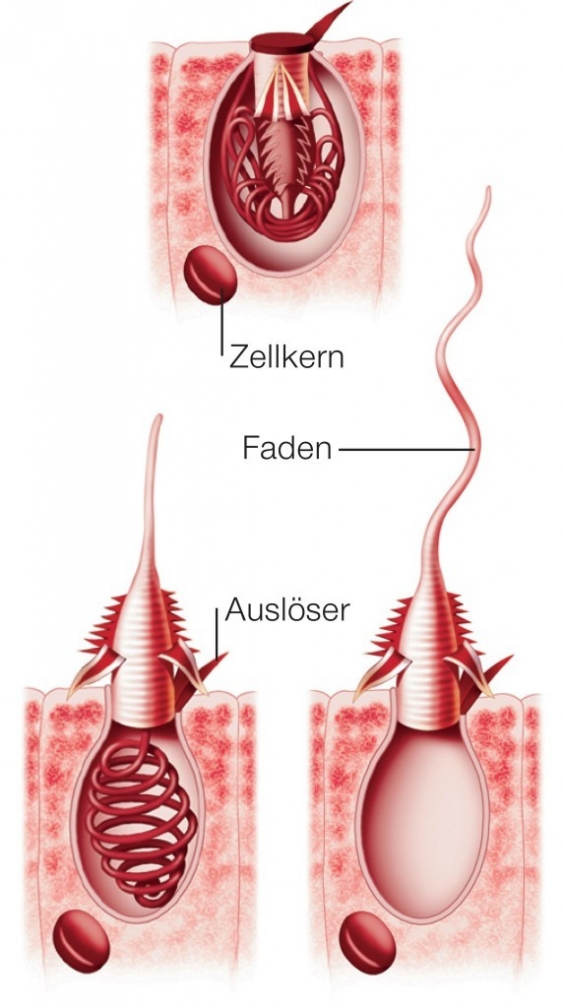 Nesseltiere aus dem Lexikon wissen.de