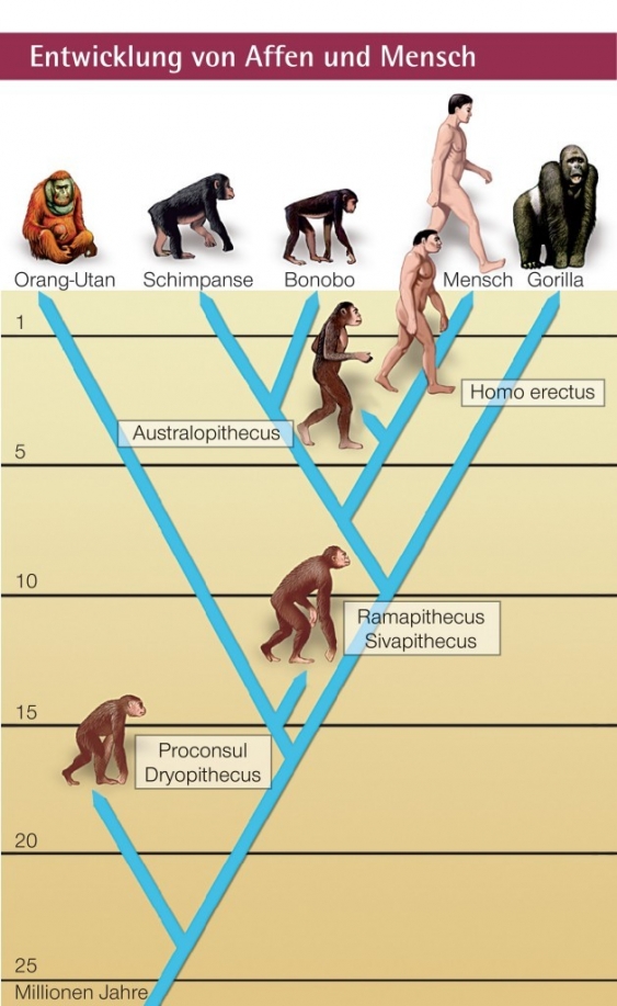 Mensch aus dem Lexikon | wissen.de