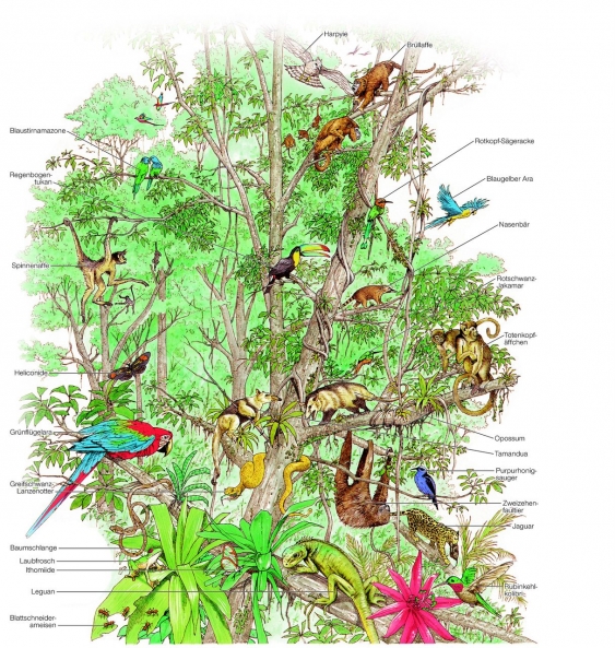 Regenwald Aus Dem Lexikon Wissen de regenwald-aus-dem-lexikon-wissen-de