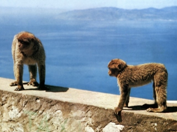 Makaken aus dem Lexikon wissen.de