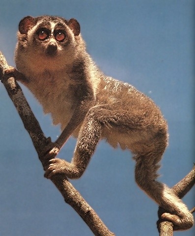 Loris (Säugetiere) aus dem Lexikon wissen.de