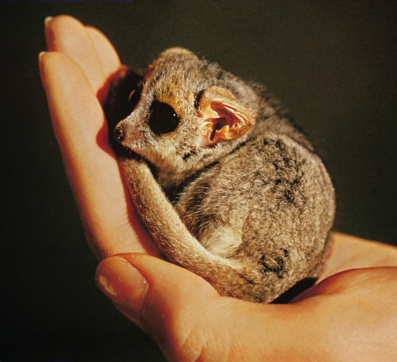 Halbaffen aus dem Lexikon wissen.de