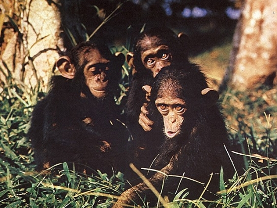 Schimpansen aus dem Lexikon | wissen.de