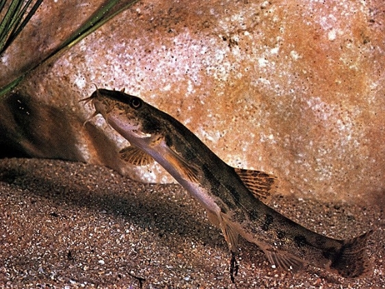 Bartgrundel aus dem Lexikon wissen.de