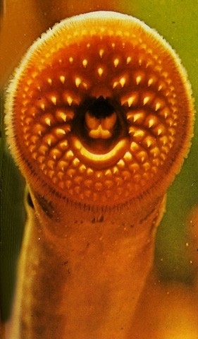 Neunaugen aus dem Lexikon wissen.de