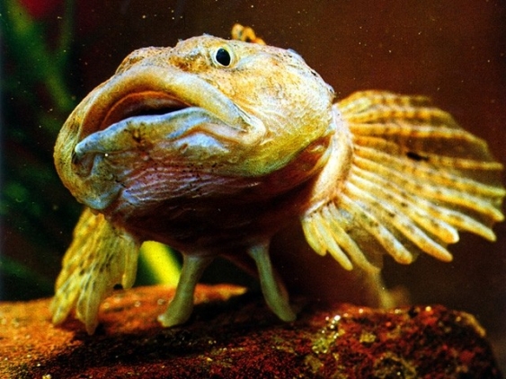 Groppen aus dem Lexikon wissen.de