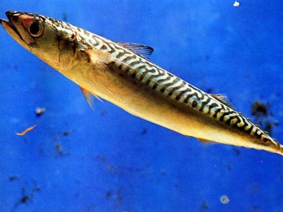 Makrele aus dem Lexikon | wissen.de