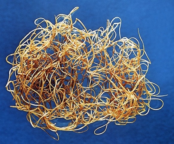 Filaria aus dem Lexikon wissen.de