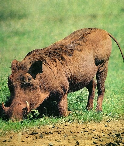 Warzenschwein aus dem Lexikon | wissen.de