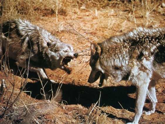 Rangordnung aus dem Lexikon | wissen.de