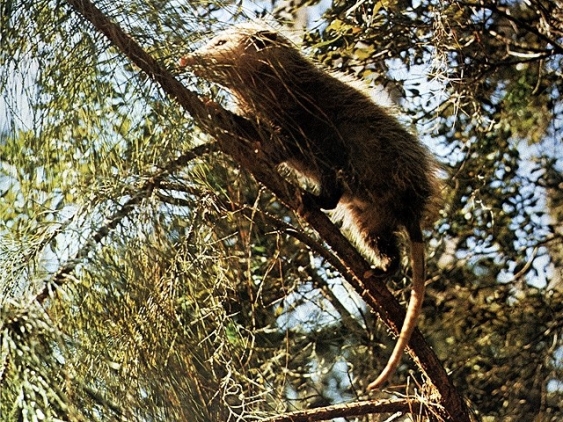 Opossums aus dem Lexikon wissen.de