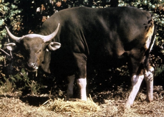 Banteng aus dem Lexikon wissen.de