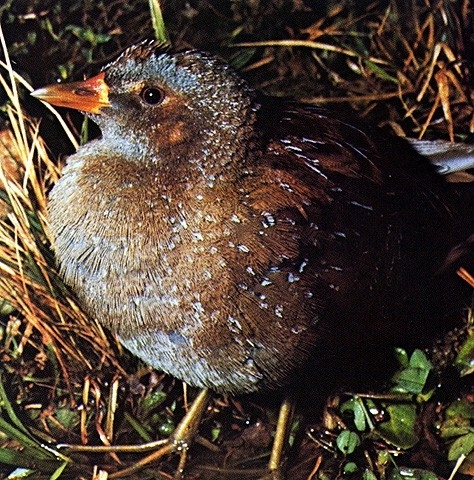 Rallen aus dem Lexikon wissen.de