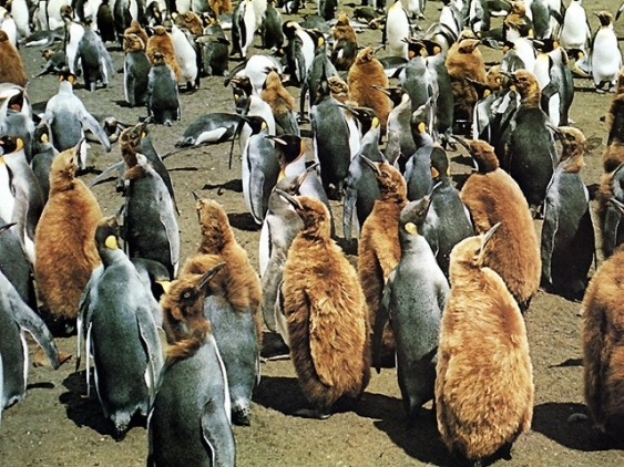 pinguine-aus-dem-lexikon-wissen-de
