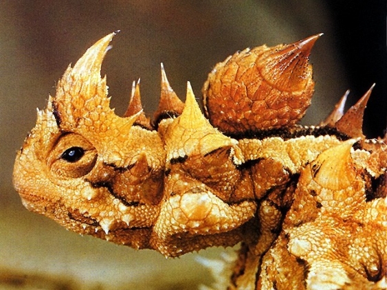 Moloch (Zoologie) aus dem Lexikon wissen.de