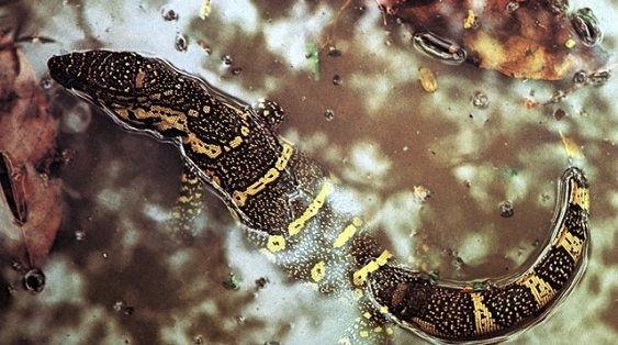 Warane aus dem Lexikon wissen.de