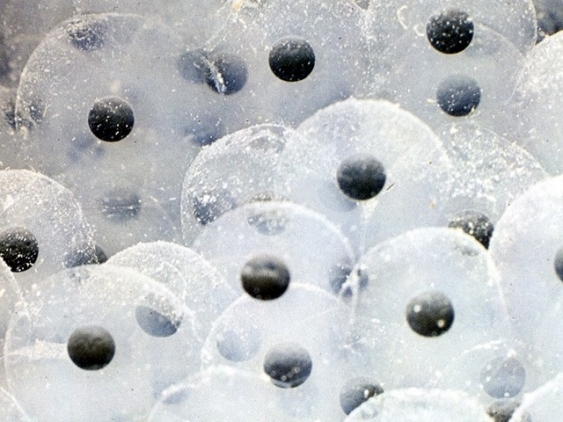 Amphibien aus dem Lexikon wissen.de