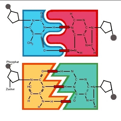 Desoxyribonucleinsäure aus dem Lexikon wissen.de