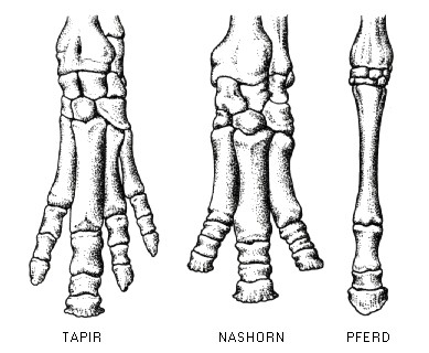 Unpaarhufer aus dem Lexikon wissen.de